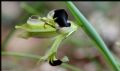 Iris tuberosa